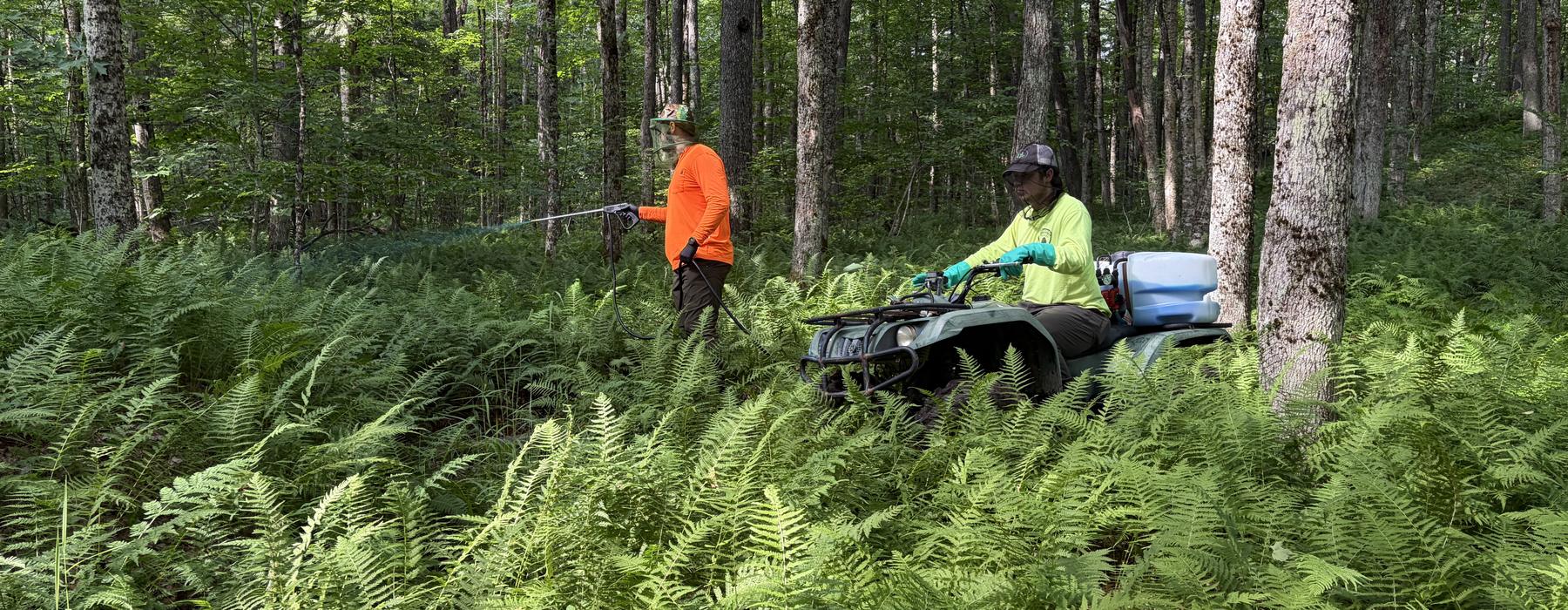 Two people in high visibility clothing working with an all terrain vehicle in a fern covered hardwood stand.