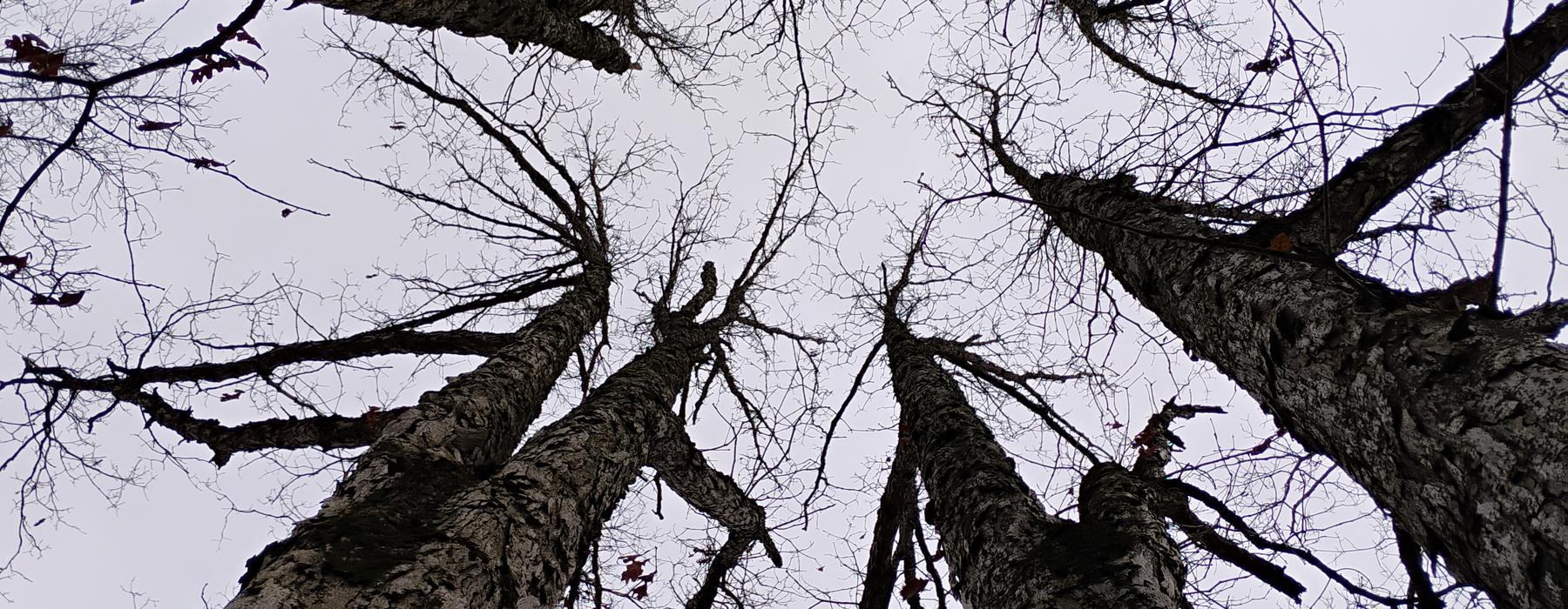Looking straight up at the crowns of several mature hardwoods against an overcast sky.