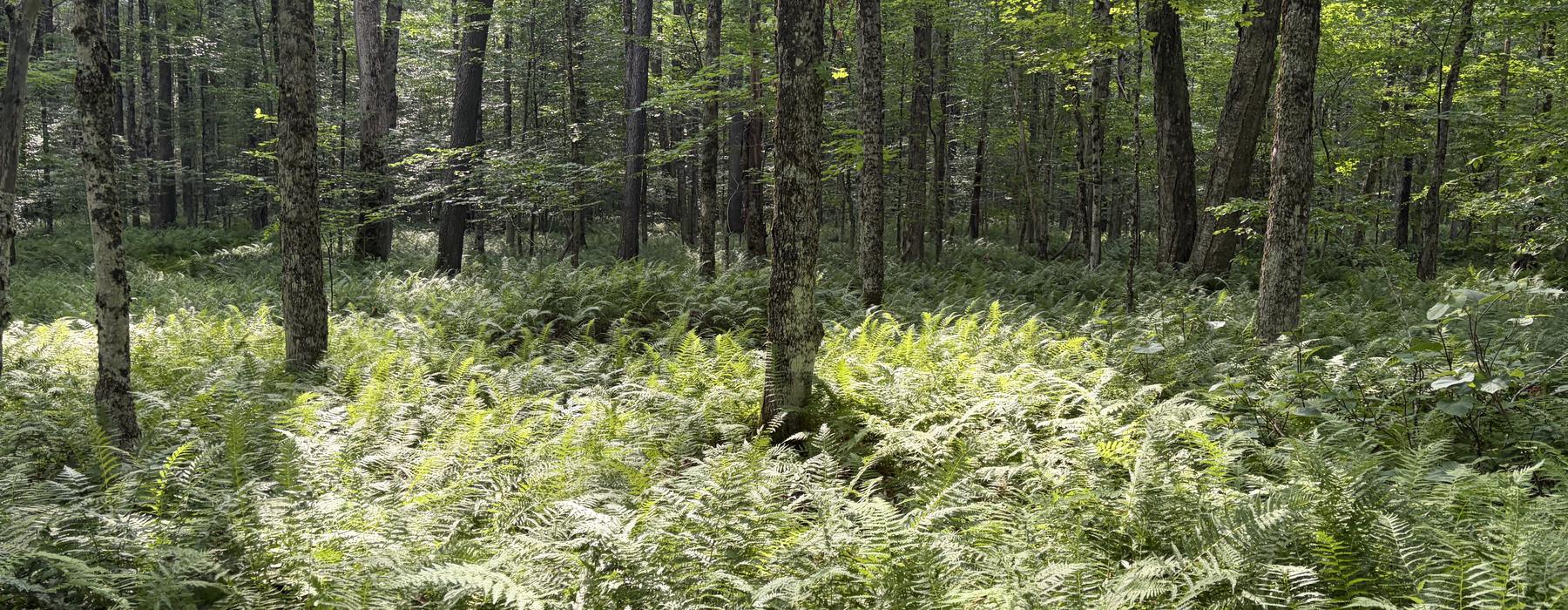 Sunlight through a managed hardwood stand with a dense fern understory.