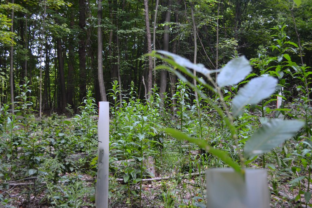 Dense regrowth around a tree tube in a patch cut.