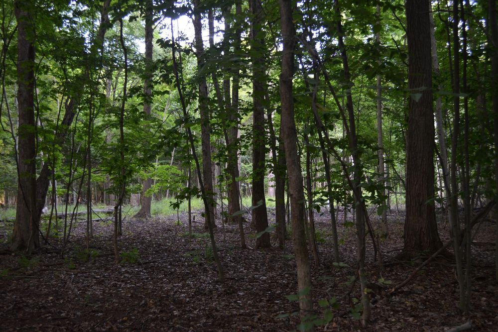 Thinned hardwood stand on Brian Ellis's property.