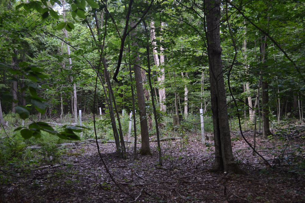 Young trees in protective tubes among regrowth on Brian Ellis's property.