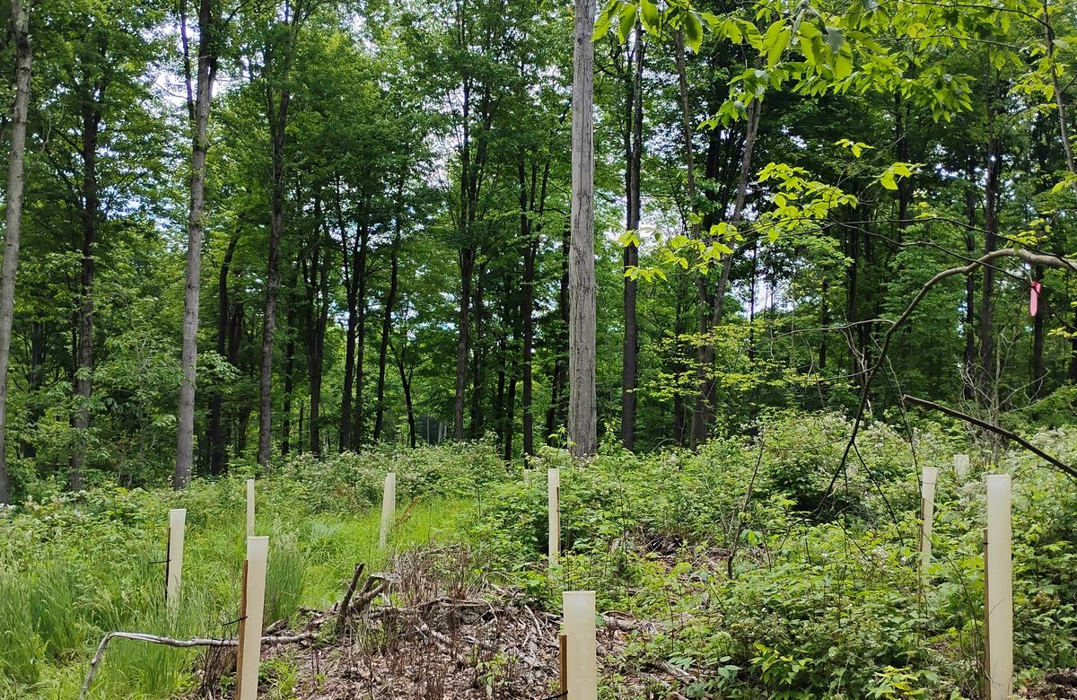 A patch cut with young trees in protective tubes, regrowth coming in, and mature woods behind.