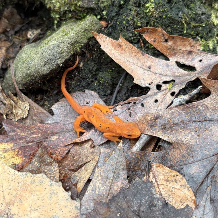 Eastern newt in its red eft juvenile stage, on wet leaf litter and rock.