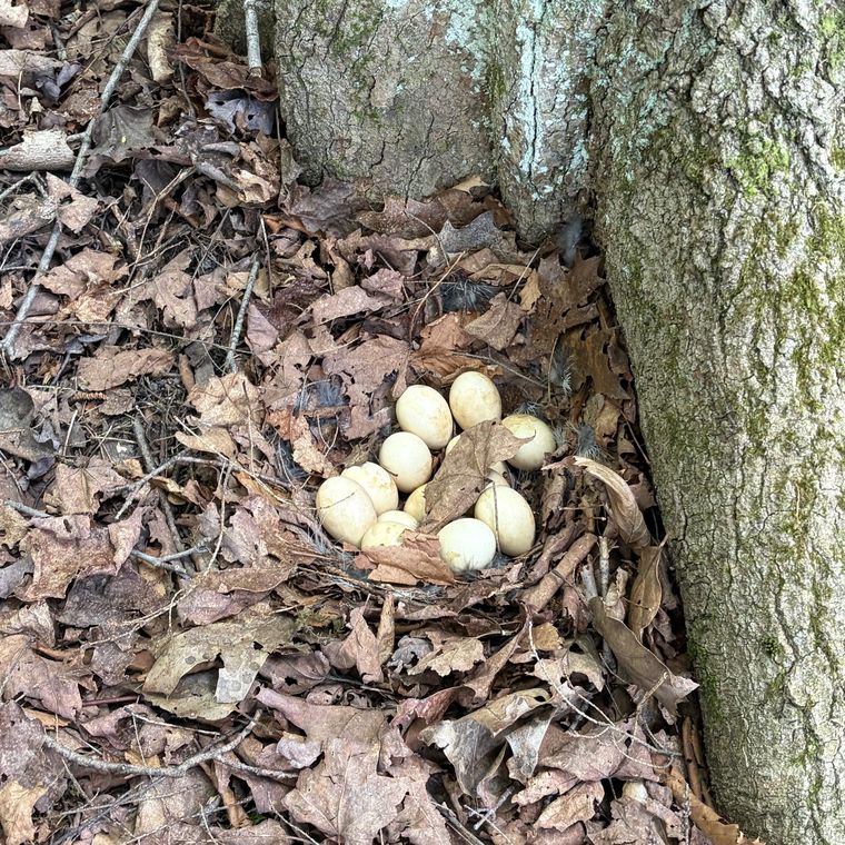 Clutch of ruffed grouse eggs tucked against the base of a tree.