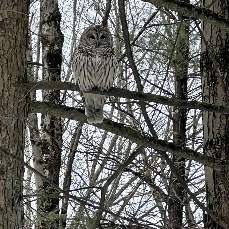 Barred owl perched on a branch in bare winter woods.