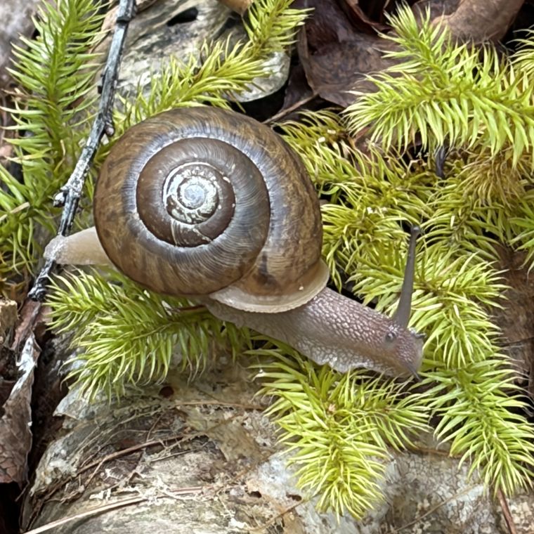 Flamed tigersnail on a mossy fallen log.