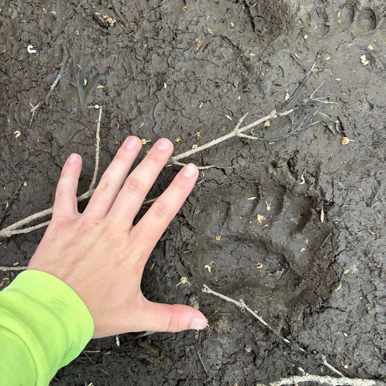 Black bear track pressed into mud, with a hand beside it for scale.