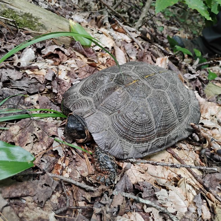 Wood turtle on the forest floor among fallen leaves.